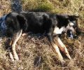 Πολλά σκυλιά νεκρά από φόλες στην Άδρασσα Κοζάνης