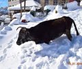 Ζητούν βοήθεια για τη διάσωση αγελάδας που αφέθηκε χωρίς τροφή μέσα στον χιονιά στο Βραδέτο Ιωαννίνων