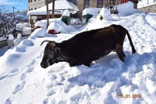 Ζητούν βοήθεια για τη διάσωση αγελάδας που αφέθηκε χωρίς τροφή μέσα στον χιονιά στο Βραδέτο Ιωαννίνων