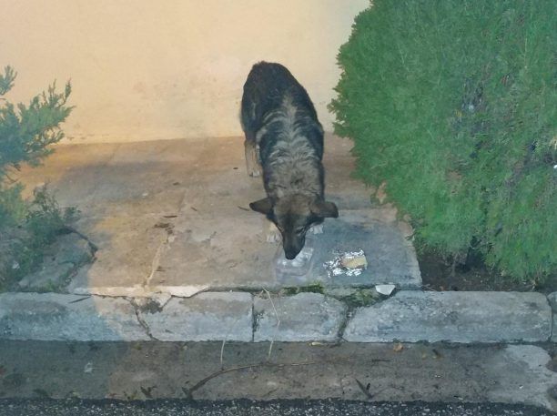 Ίσως να εγκαταλείφθηκε ο σκύλος που παραμένει εδώ και μέρες στην οδό Φλωρίνης στους Αγίους Αναργύρους Αττικής