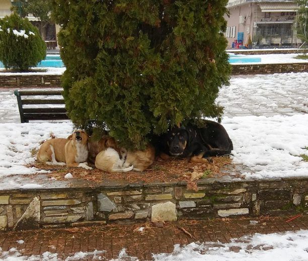 Τα σκυλιά στο Αγναντερό Καρδίτσας ίσως σας κάνουν να καταλάβετε πόσο υποφέρουν από το δριμύ ψύχος και το χιόνι