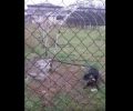 Σκύλος αλυσοδεμένος χωρίς τροφή εκτεθειμένος στον παγετό στο Αγρίνιο Αιτωλοακαρνανίας (βίντεο)