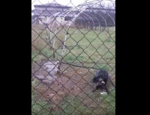 Σκύλος αλυσοδεμένος χωρίς τροφή εκτεθειμένος στον παγετό στο Αγρίνιο Αιτωλοακαρνανίας (βίντεο)