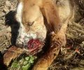 Πυροβολημένος στο κεφάλι με καραμπίνα ο σκύλος που βρέθηκε σοβαρά τραυματισμένος στο Αίγιο Αχαΐας