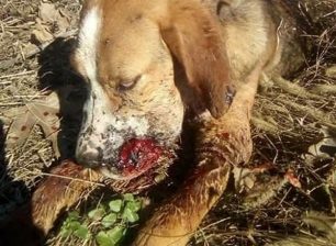 Πυροβολημένος στο κεφάλι με καραμπίνα ο σκύλος που βρέθηκε σοβαρά τραυματισμένος στο Αίγιο Αχαΐας