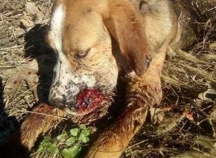 Πυροβολημένος στο κεφάλι με καραμπίνα ο σκύλος που βρέθηκε σοβαρά τραυματισμένος στο Αίγιο Αχαΐας