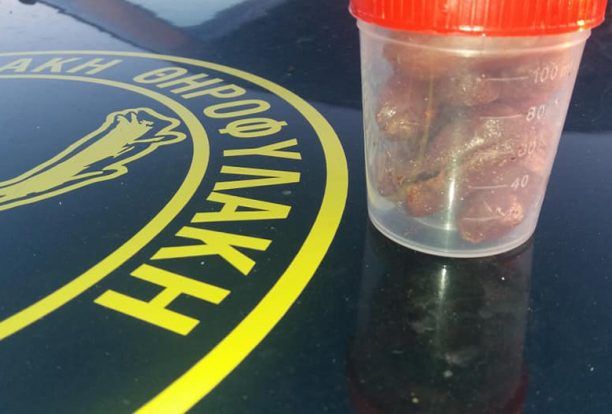Δεκάδες φόλες – δηλητηριασμένα λουκάνικα στο Ακρωτήρι Χανίων εντόπισε εκπαιδευμένος σκύλος (βίντεο)