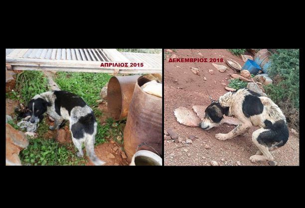 Γιατί η Αστυνομία αδιαφορεί για τον συστηματικό και επί χρόνια βασανισμό σκύλων στο Ακρωτήρι Χανίων;