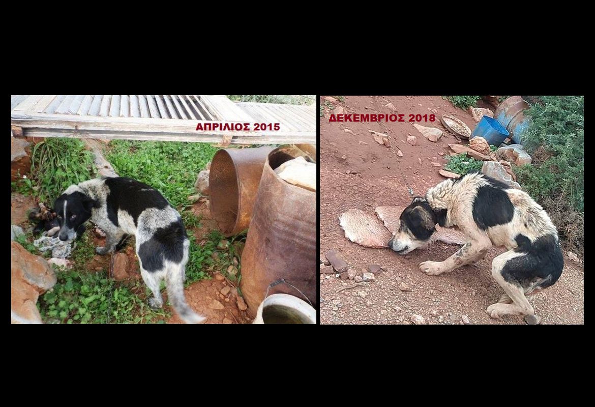 Κρήτη: Μετά τη σφοδρή κριτική σε βάρος των αστυνομικών του Α.Τ. Χανίων συνελήφθη ο άνδρας που κακοποιεί σκυλιά στο Ακρωτήρι