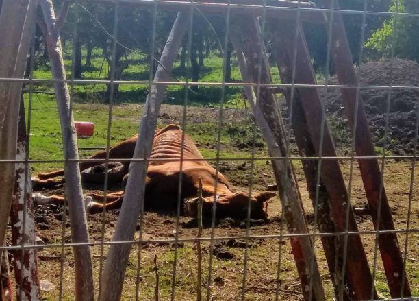 Μεσσηνία: Βρήκε σκελετωμένο άλογο να κείτεται στο έδαφος σε κτήμα στην Καλαμάτα (βίντεο)