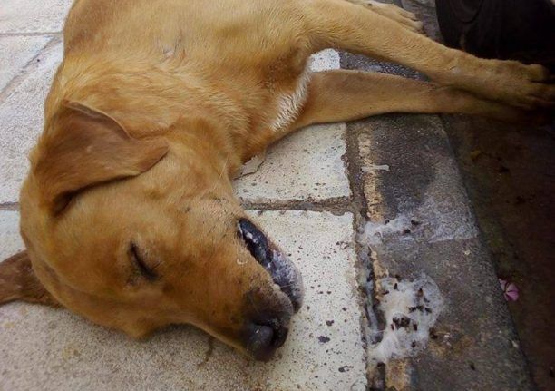 Αργολίδα: Σκύλος νεκρός από φόλα στο Άργος
