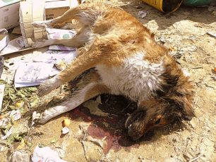 Ακόμα ένας αδέσποτος σκύλος δηλητηριασμένος από φόλα στα Άβδηρα Ξάνθης
