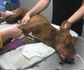 Κρήτη: Πέθανε ο σκύλος που έφαγε φόλα στο Δαράτσο Χανίων (βίντεο)