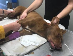 Κρήτη: Πέθανε ο σκύλος που έφαγε φόλα στο Δαράτσο Χανίων (βίντεο)