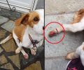 Έσωσαν σκύλο που βρέθηκε παράλυτος στη Δεσκάτη Γρεβενών μετά τη βάρβαρη κακοποίηση του (βίντεο)