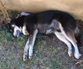Σκυλιά νεκρά από φόλες στον Άγιο Αθανάσιο Δράμας
