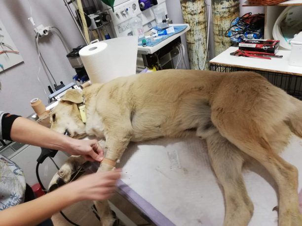 Φλώρινα: Πρόλαβαν να σώσουν σκύλο που βρέθηκε μέσα στον παγετό δηλητηριασμένος από φόλα (βίντεο)