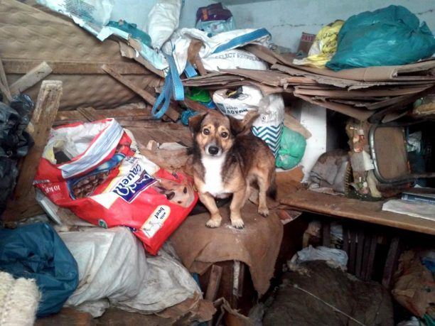 Έκκληση για τη σωτηρία 25 σκυλιών που βρέθηκαν σε σπίτι - χωματερή συλλέκτριας στη Φτελιά Δράμας