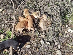Βρήκε 13 κουτάβια ζωντανά μέσα σε τσουβάλι πεταμένα σε χωράφι στον Γαλατά Ηρακλείου Κρήτης (βίντεο)