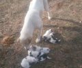 Γιάννενα: Έκλεισε 6 νεογέννητα σκυλάκια σε τσουβάλι για να τα πετάξει αλλά τον εντόπισαν και τα έσωσαν