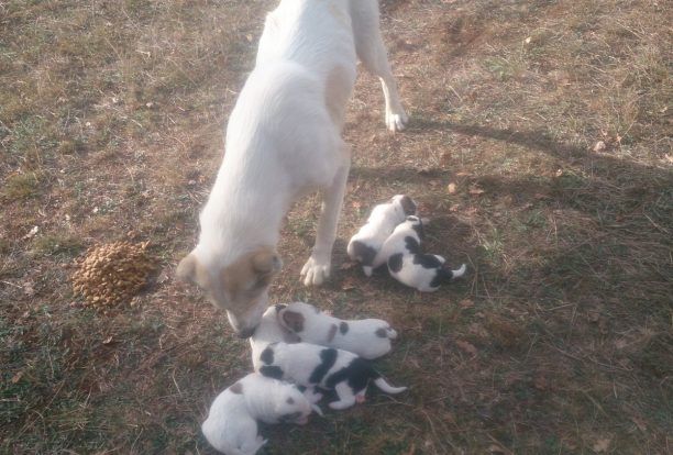 Γιάννενα: Έκλεισε 6 νεογέννητα σκυλάκια σε τσουβάλι για να τα πετάξει αλλά τον εντόπισαν και τα έσωσαν