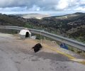 Κρήτη: Βρήκε τον σκύλο αλυσοδεμένο στο βουνό χωρίς τροφή και νερό κοντά στο Ψυχρό Πηγάδι Χανίων