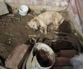 Καταδικάστηκε με αναστολή ο άνδρας που κακοποιούσε τον επί 18 χρόνια αλυσοδεμένο σκύλο του στο Χαροκόπι Ιωαννίνων (βίντεο)