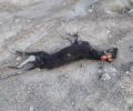 Βρήκε τον αδέσποτο σκύλο που φρόντιζε μαχαιρωμένο με κομμένα αυτιά στα Χουνταλέικα Αργολίδας