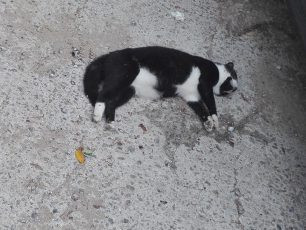 Κρήτη: Συνεχίζουν απτόητοι να δηλητηριάζουν σκυλιά και γάτες στη Χρυσή Ακτή Χανίων