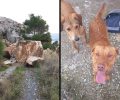 Έκκληση για τη σωτηρία 5 σκυλιών που κινδυνεύουν μετά την κατολίσθηση βράχων στην Ικαρία