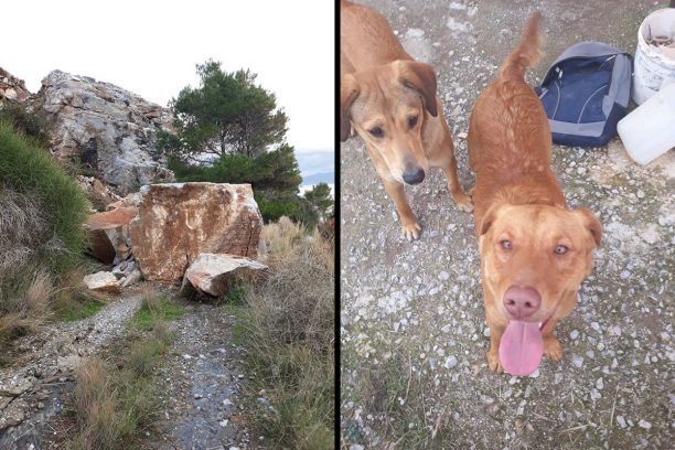 Έκκληση για τη σωτηρία 5 σκυλιών που κινδυνεύουν μετά την κατολίσθηση βράχων στην Ικαρία