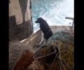 Έσωσε τον σκύλο που βρήκε στη θάλασσα στη διώρυγα στον Ισθμό της Κορίνθου (βίντεο)