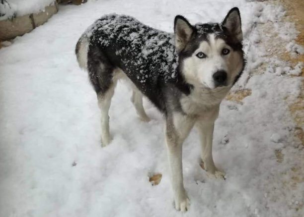 Χάθηκε αρσενικός σκύλος στην Ανατολή Ιωαννίνων