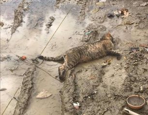 Μεσσηνία: Βρήκε γάτα νεκρή δεμένη από τα πόδια στην Καλαμάτα