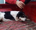 9-6-2020 η δίκη του άνδρα που κατηγορείται για τη δολοφονία δύο σκυλιών στο Καστράκι Κορινθίας