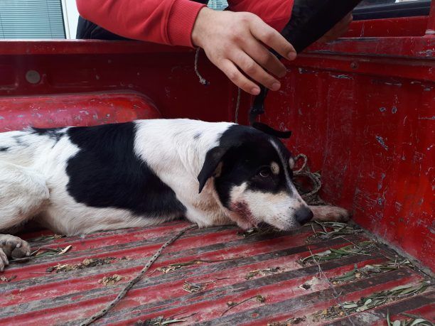 Πυροβόλησε 2 σκυλιά στο Καστράκι Κορινθίας και κανείς απ'τους αυτήκοους μάρτυρες δεν κατήγγειλε στις αρχές το όνομα του δολοφόνου