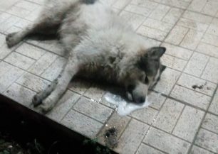 Σκύλος νεκρός από φόλα στην Κατερίνη Πιερίας