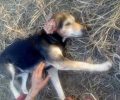 Πιερία: Συνελήφθη 53χρονος που πυροβόλησε με καραμπίνα σκύλο τον οποίο φρόντιζαν Τσιγγάνοι στην Κατερίνη