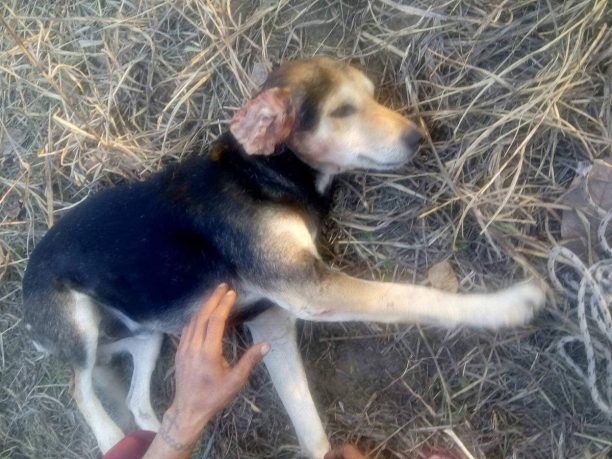 Πιερία: Συνελήφθη 53χρονος που πυροβόλησε με καραμπίνα σκύλο τον οποίο φρόντιζαν Τσιγγάνοι στην Κατερίνη