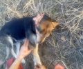 Καταδικάστηκε με αναστολή ο άνδρας που πυροβόλησε σκύλο με καραμπίνα στην Κατερίνη Πιερίας