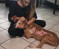 Υιοθέτησε τη σκυλίτσα που ανήλικος έκαψε μαζί με τα κουτάβια της στη Γέργερη Ηρακλείου Κρήτης