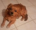 Έκκληση για την υιοθεσία του σκύλου που έμεινε μόνος μετά την αυτοκτονία του κηδεμόνα του στο Λασίθι Κρήτης