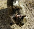 Βρέθηκε γάτα με εγκαύματα από καυτό λάδι στην Kόνιτσα Ιωαννίνων