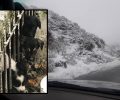 Κρήτη: Έσωσαν 6 κουταβάκια που βρέθηκαν στα χιόνια στον Άγιο Γεώργιο Λασιθίου (βίντεο)