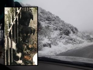 Κρήτη: Έσωσαν 6 κουταβάκια που βρέθηκαν στα χιόνια στον Άγιο Γεώργιο Λασιθίου (βίντεο)