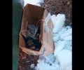 Κοζάνη: Εγκατέλειψε παρά τον παγετό 4 νεογέννητα σκυλάκια μέσα σε μια κούτα (βίντεο)