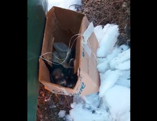 Κοζάνη: Εγκατέλειψε παρά τον παγετό 4 νεογέννητα σκυλάκια μέσα σε μια κούτα (βίντεο)