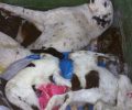 Δύο σκυλιά νεκρά από φόλες βρέθηκαν μέσα σε κάδο στην περιοχή Κρεβατάκια Κοζάνης