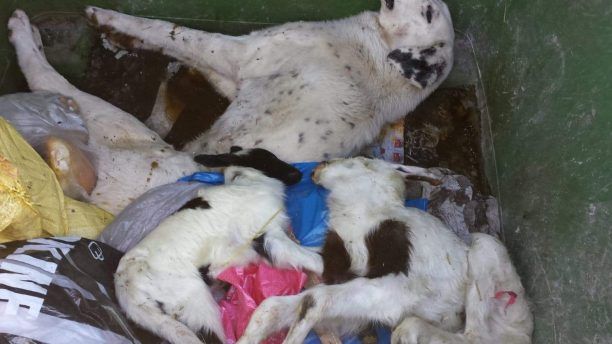 Δύο σκυλιά νεκρά από φόλες βρέθηκαν μέσα σε κάδο στην περιοχή Κρεβατάκια Κοζάνης