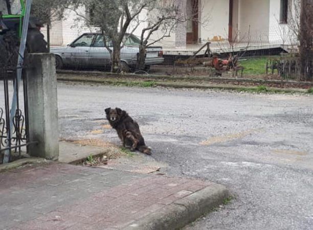 Έκκληση για να σωθεί το παράλυτο σκυλί που σέρνεται στην Κρύα Βρύση Πέλλας